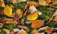 平凡的落叶_500字