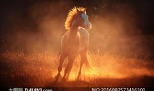 《手掌下的阳光》_900字