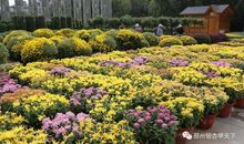 [如约而至]我们都有自己的花期_1200字