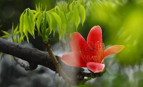 [如果你来了]等待棉花棉花，我在kapian树下等着你_1200字