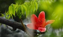 [如约而至]待木棉花开，我在木棉树下等你_1200字