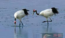 鹤鹤鹤鹤鹤_400字