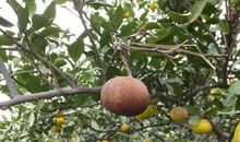 【原创达人】桔子_350字