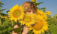 向日葵女孩_700字