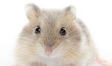 【原创达人】动物名片——仓鼠_350字