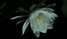 昙花·生命_900字