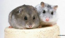 我喜爱的小动物——仓鼠_400字