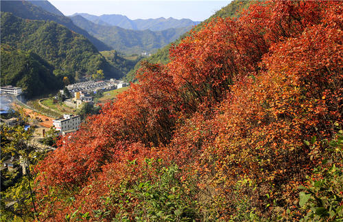 美丽的秋天----最美丽的海山_500字
