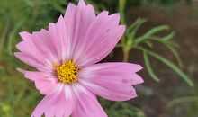 一朵被人忽视仍快乐开放的野花_450字