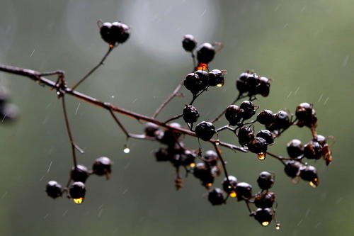 Mianqiu Rain _350字