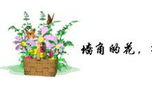 墙角的花，成功的花_750字