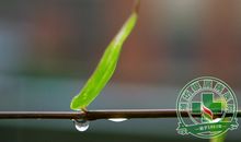 秋雨的考验_800字