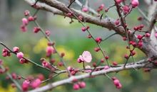 红梅之香_1200字