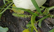 那是一次勇敢的尝试_1000字