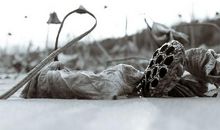 残荷浴血，如梦人生_1000字