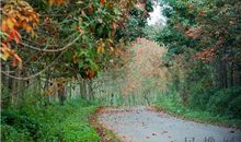 【每日天气】海南的冬天_800字