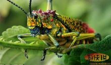 [原创达人] 恒温动物（一）_200字