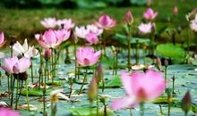 片片蒲草，滋润了我的心田_1000字