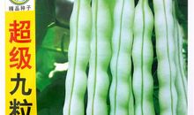 秋白，让我握住你的手_900字