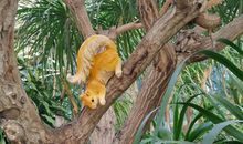 小松鼠的舞裙_2000字