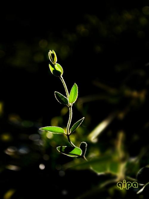两个金银花_150字