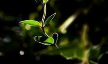 两棵金银花_150字