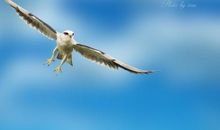 吾心系鸢鸢（上）_800字