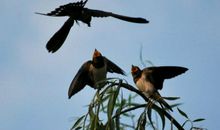 飞吧，鸟儿_200字