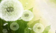 [原创达人] 蒲公英_600字