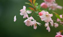 照片里的记忆_450字