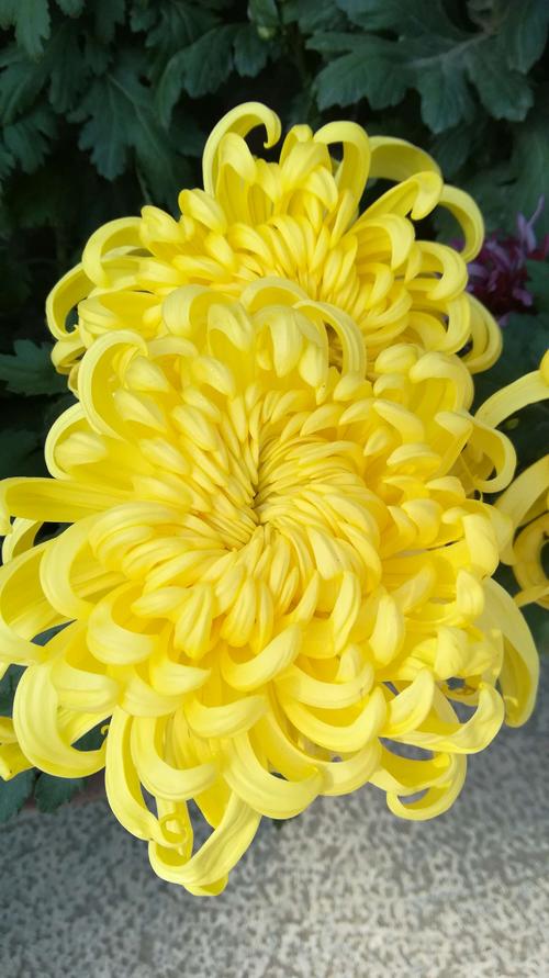 我喜欢菊花_800字