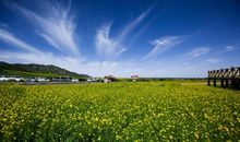 油菜花基地_200字