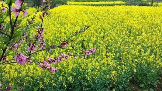 油菜领域_650字