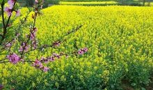 油菜花开的田野_650字