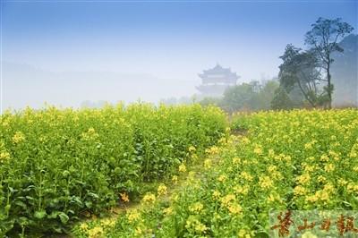 油菜花_400字