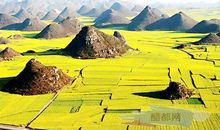 罗平的油菜花_400字