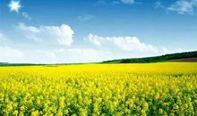 油菜花的启示_600字