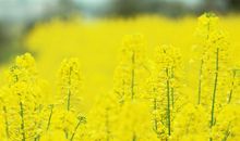 油菜花_350字
