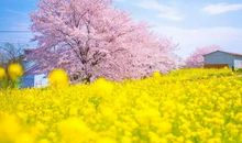 神奇的油菜花_500字