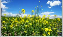 美丽的油菜花_1200字