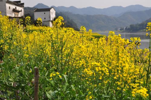 春天油菜花_400字