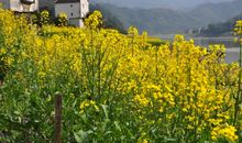 春天的油菜花_400字