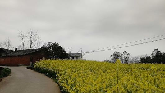 宜田油菜花_750字