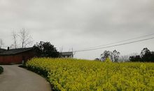 阴天的油菜花_750字