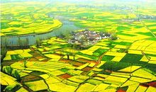 赏汉中油菜花海_650字