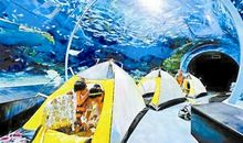 参观海洋馆_400字