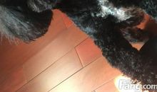 读《那个黑色的下午》有感_1200字