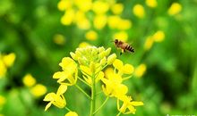 关于油菜花的作文：油菜花_350字