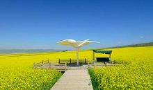 关于油菜花的作文：油菜花_1500字