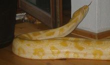 读《金蟒蛇》有感_800字